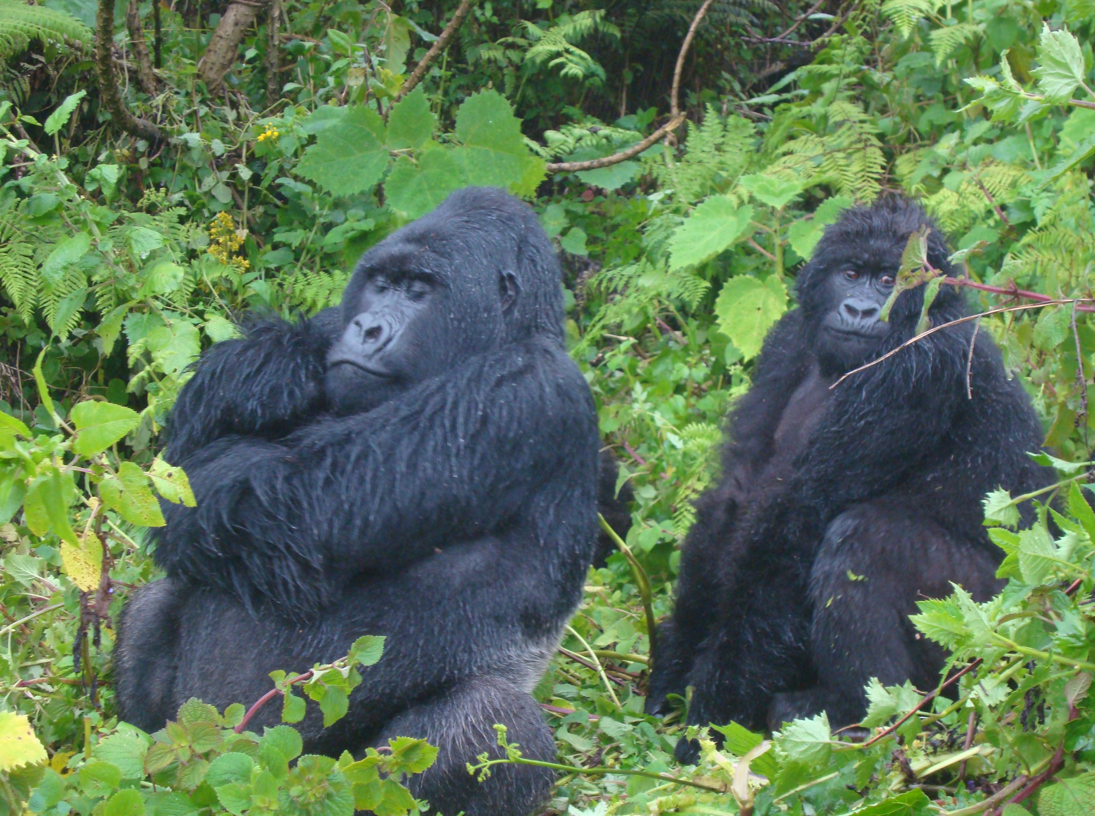 silverback gorillas parc de volcanes rwanda uganda