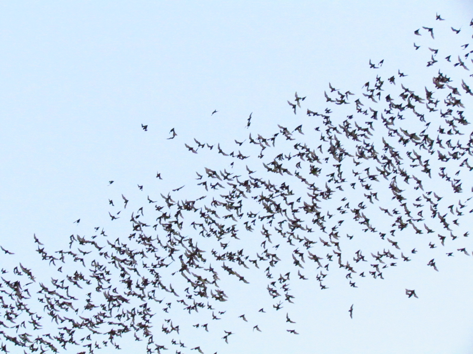 Bats, Cambodia