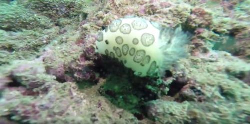 nudibranch scubadiving oman